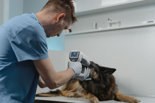 Dokter hewan yang sedang memeriksa pasien anjing German Shepherd menggunakan alat diagnostik (foto: Pexels.com)