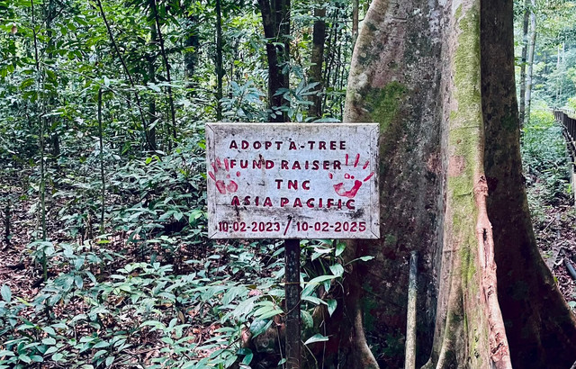 Program Adopt a Tree di Kampung Merabu mengajak wisatawan berpartisipasi dalam pelestarian hutan dengan mengadopsi pohon sebagai bentuk dukungan terhadap konservasi alam. Foto : Dok. Pribadi