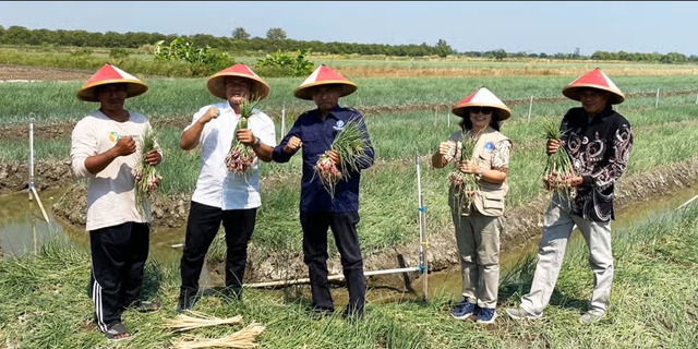 Atasi Penyakit Pirang, IPB Siapkan Demak Jadi Kampung Inovasi Bawang Merah