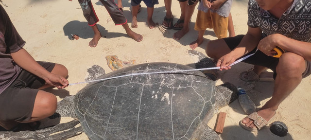 Seekor penyu hijau tewas mengenaskan, perutnya disayat dan diambil telurnya di kawasan pantai Desa Balikukup, Batu Putih, Kabupaten Berau, Kaltim pada Minggu (2/8/2026). Foto: Dok. Pokmaswas Balikukup