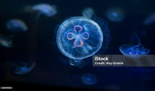 Turritopsis dohrnii. Sumber: iStock.