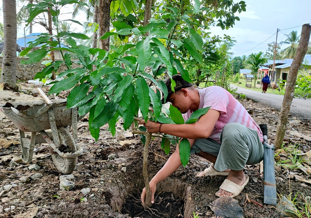Foto Orang Menanam Pohon Mangga. Dok. Istimewa