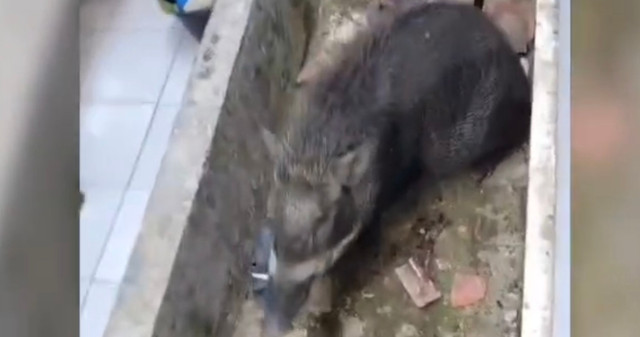 Babi hutan masuk permukiman warga di Dusun Pahing, Kecamatan Subang, Kabupaten Kuningan, Jawa Barat. Dok Istimewa