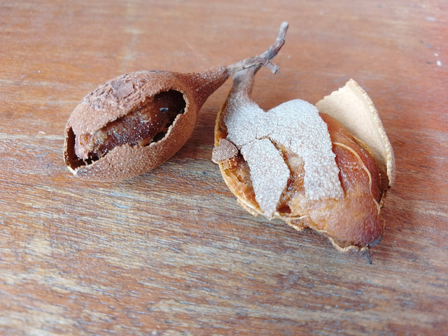 Berburu Asam Jawa, Kenangan Masa Kecil Tiada Terlupa