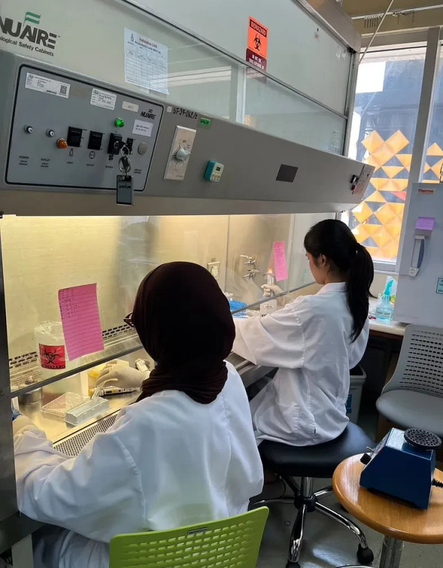 Kayla dan Dinda melakukan proses konjugasi bakteri di laboratorium Mahidol University sebagai bagian dari penelitian mengenai penyebaran gen resistensi antibiotik. Dok. Istimewa.