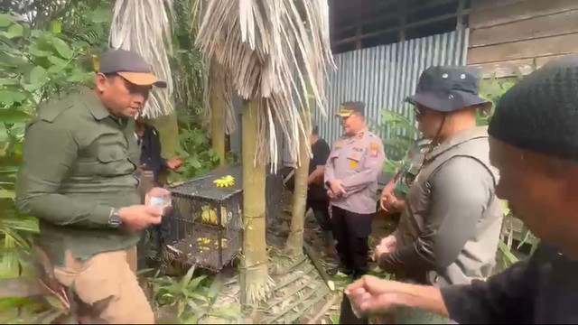 Sejumlah petugas berhasil menangkap sejumlah monyet yang sempat muncul dan menyerang warga di Tembilahan, Riau, pada Kamis (6/8) Foto: Dok. Istimewa