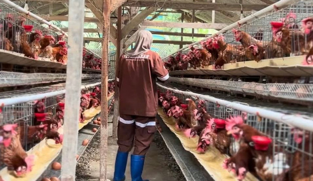Peternakan Ayam BUMDes Kutajaya, Sukabumi.