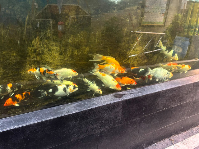 Budidaya ikan lele dan ikan hias di RT 08 Malaka Jaya, Duren Sawit, Jakarta Timur, Sabtu (8/8/2026). Foto: Pradya Tirta/kumparan