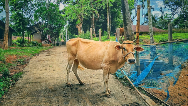 ilustrasi jelaskan cara perkembangbiakan hewan untuk menjaga kelestarian spesiesnya. unsplash/Sourav Debnath