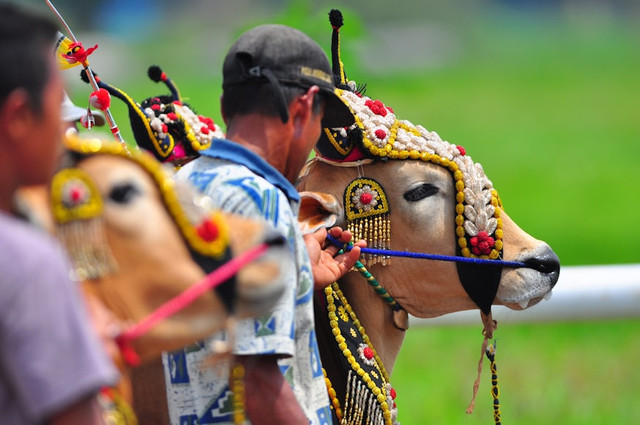 Ilustrasi Apa makna karapan sapi? . Foto: Usnplash/Yusuf Hasan