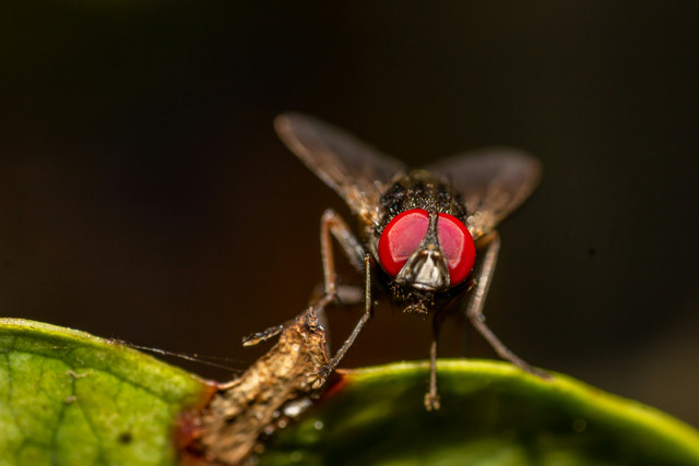 Ilustrasi seekor lalat yang memakan apa yang layak (Foto: Muhammad Daudy/Unsplash)