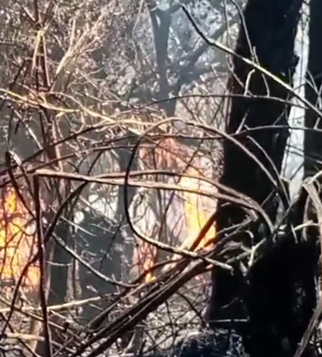 Kebakaran hutan dan lahan di kawasan Taman Nasional Gunung Gede Pangrango (TNGGP) Jawa Barat, meluas hingga 20 hektare, Selasa (11/8). Dok: Istimewa.