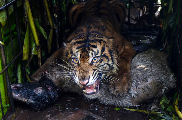 Seekor harimau sumatra (Panthera tigris sumatrae) berada di kandang jebak bersama umpannya di Jorong Palimbatan, Nagari Pasie Laweh, Agam, Sumatera Barat, Rabu (12/8/2026). Foto: Fitra Yogi/ANTARA FOTO