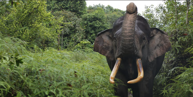 Foto: WWF-Indonesia
