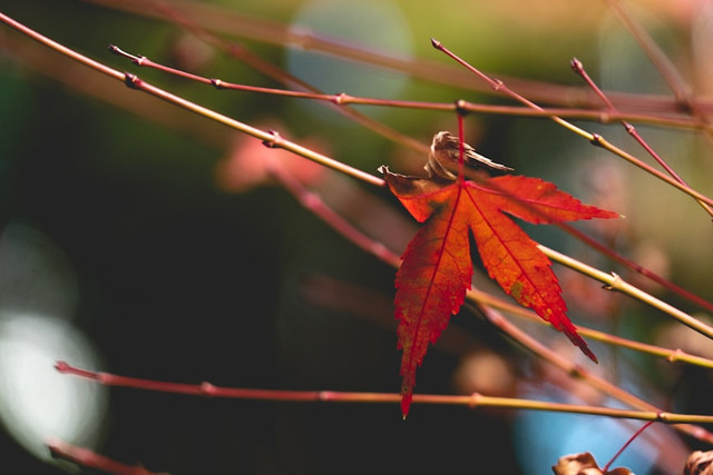 Ilustrasi Mengapa Daun Tanaman Bisa Berubah Warna dan Mengering? Unsplash.com/Jeff Ma