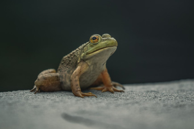 Ilustrasi Hewan Apa yang Bisa Hidup Tanpa Kepala,Foto:Unsplash/Adam Currie