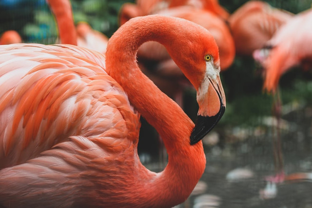 Ilustrasi Mengapa Flamingo Berwarna Merah Muda,Foto:Unsplash/Gislane Dijkstra