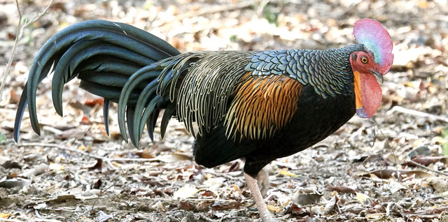 Ayam hutan hijau (Gallus varius). Foto: baliwildlife.com