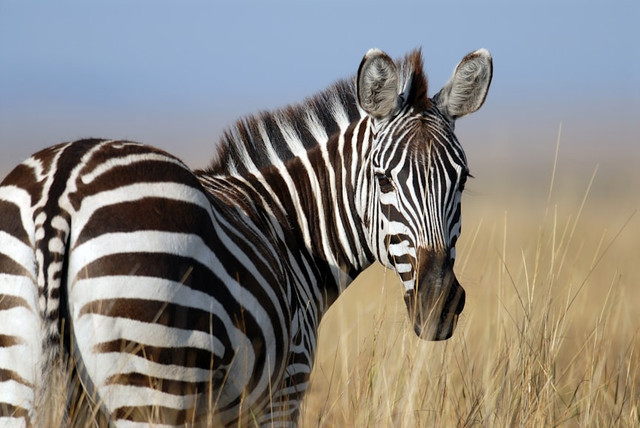 Ilustrasi Mengapa zebra memiliki belang? . Foto: Unsplash/Jeff Griffith