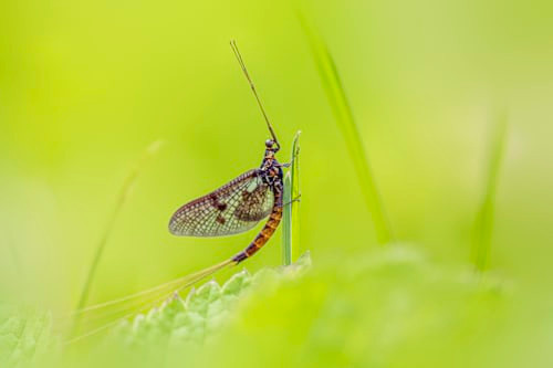 Ilustrasi Hewan dengan Umur Terpendek di Dunia, Foto: Unsplash/Erik Karits