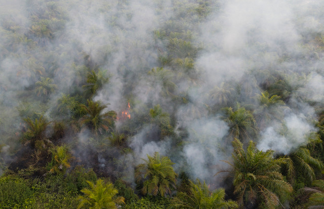 Foto udara api membakar lahan perkebunan kelapa sawit di Desa Sungai Rambutan, Kecamatan Indralaya Utara, Ogan Ilir (OI), Sumatera Selatan, Jumat (14/8/2026). Foto: Nova Wahyudi/ANTARA FOTO