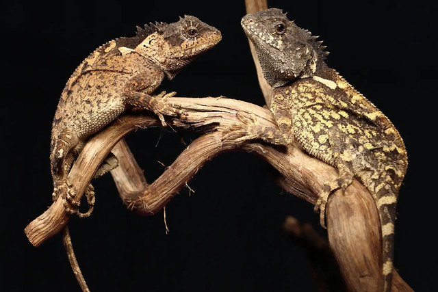 Seekor kadal spesies baru di Thailand diberi nama Acanthosaura syrax, terinspirasi dari naga di House of the Dragon. Foto: ZooKeys 1287