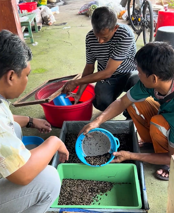 Sardi dan Kardi bersama tim Unsika memilah maggot dari bak penampungan. (Dok. Tim)