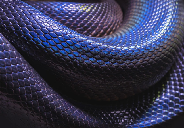 Ilustrasi Mengapa Ular Bisa Menelan Mangsa Besar. Foto: Unsplash/David Clode