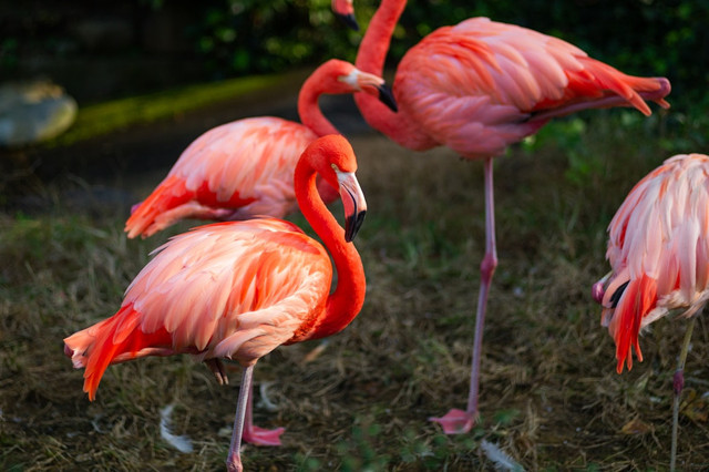 Ilustrasi Mengapa Burung Flamingo Berdiri dengan Satu Kaki,Foto:Unsplash/moollyem
