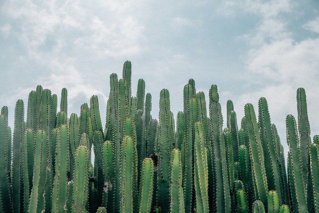 Ilustrasi Mengapa Kaktus Memiliki Duri yang Bervariasi,Foto:Unsplash/David Sola
