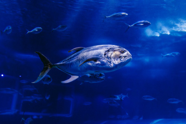 ilustrasi bagaimana ikan menemukan arah di laut. unsplash/Jonathan Borba