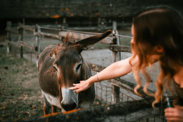 Ilustrasi Apakah hewan memiliki emosi? . Foto: Unsplash/Laszlo Barta