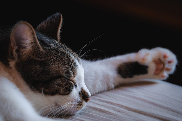 Ilustrasi apakah hewan bisa bermimpi.Foto: Francesco Ungaro / Unsplash