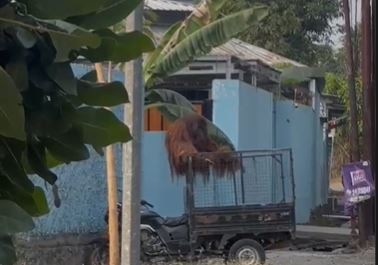 Orang utan Solo Safari lepas dan jatuhkan motor di parkiran warung makan, Selasa (18/8/2026). Foto: Dok. Istimewa