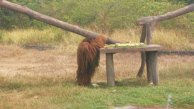 Didi (30) orang utan hewan koleksi Solo Safari yang sempat lepas akhirnya kembali ke kandangnya, Rabu (19/8/2026). Foto: Dok. kumparan