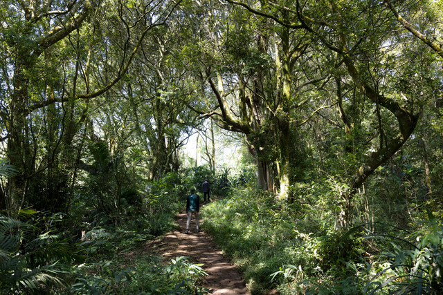 Hutan Gunung Muria. Foto: Dok. Pribadi