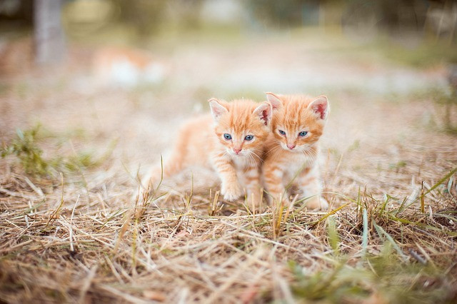 Ilustrasi kitten, red, two. Foto: Pixabay