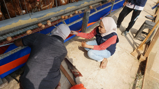 Proses pemasangan terpal dan rangka pada kandang ayam