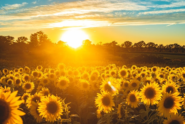 Ilustrasi mengapa bunga matahari mengikuti arah matahari.Foto: Todd Kent / Unsplash