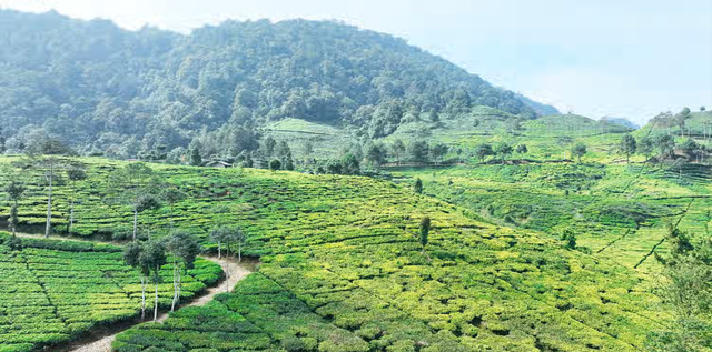 Mengapa Puncak Bogor Makin Dingin Saat Kemarau? Pakar IPB Ungkap Penyebabnya