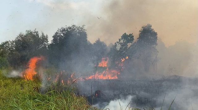 Kebakaran Hutan dan Lahan (KARHUTLA) kini sasar Kawasan perkebunan di Jalan Caraka Jaya, Kelurahan Landasan Ulin Utara, Kota Banjarbaru, Kalimantan Selatan, Kamis (20/8/2026). Foto: Dok. Istimewa