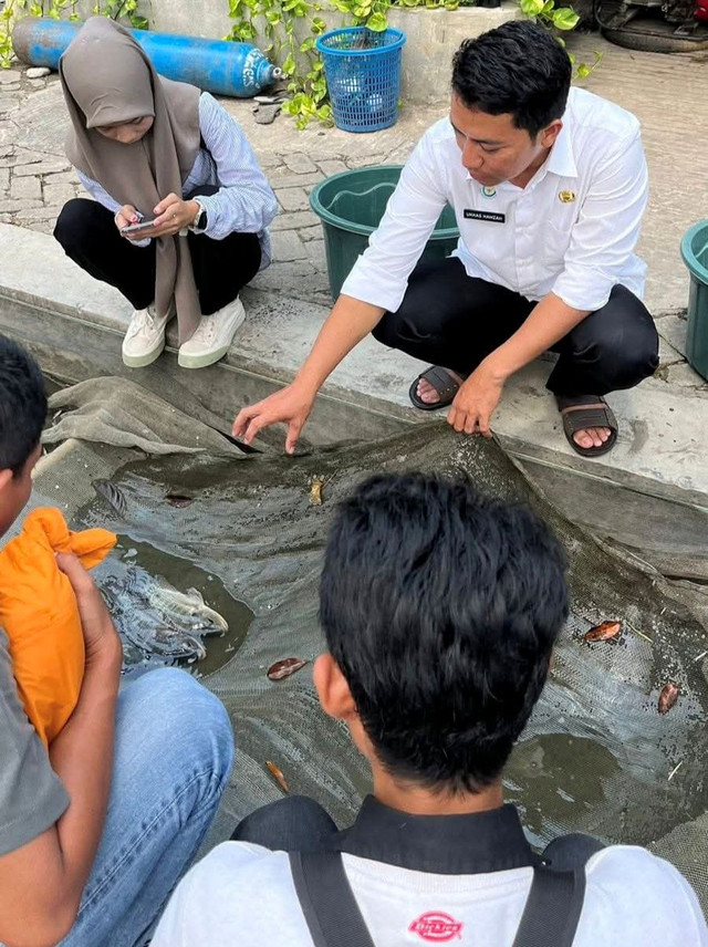 Ukkas Hamzah sedang melakukan seleksi calon induk ikan nila untuk dipijahkan dalam sistem Si Intan (Foto dok.Ukkas/Salam Atjo)