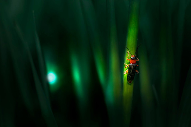 Ilustrasi Bagaimana Kunang-Kunang Menghasilkan Cahaya. Foto: Unsplash/Erik Karits