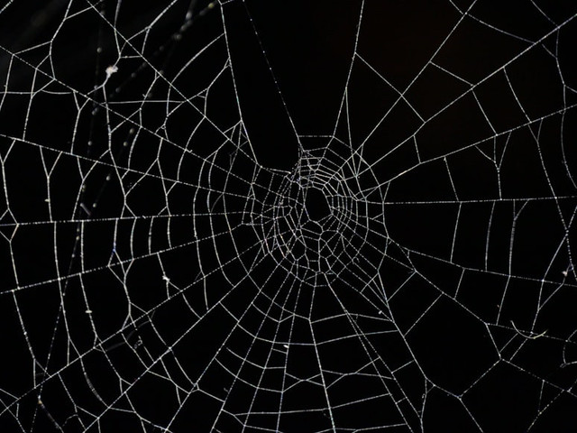 Ilustrasi Mengapa Jaring Laba-Laba Sangat Kuat. Foto: Unsplash/Rafael Garcin