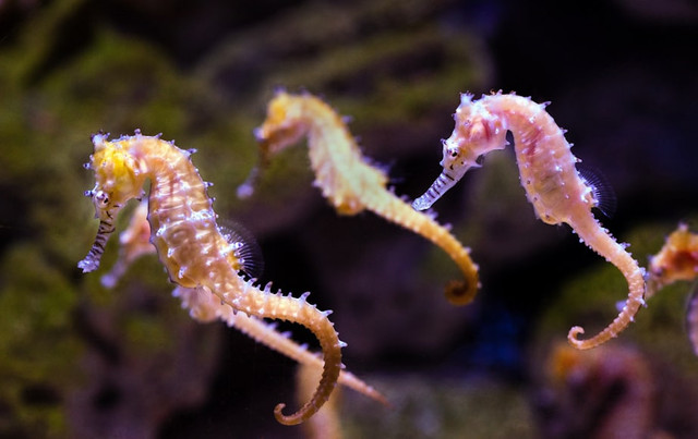 Ilustrasi Mengapa Kuda Laut Jantan yang Hamil. Foto: Unsplash/David Clode