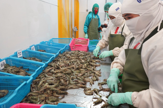 Ilustrasi produksi udang. Foto: Dok. KKP