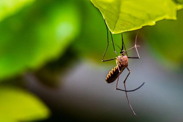Ilustrasi Mengapa nyamuk tertarik cahaya? . Foto: Unsplash/Syed Ali