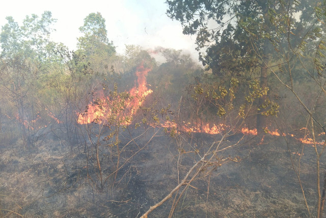 Kebakaran di Taman Nasional Way Kambas, Lampung Timur, Jumat (21/8/2026). Foto: Dok. TNWK