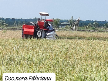 Gabah diproses langsung oleh petani. Dok. Pribadi.