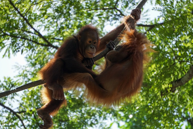 Ilustrasi Orang Utan sebagai Satwa Endemik di Hutan Kalimantan, Dok. unsplash.com/Stuart Jansen